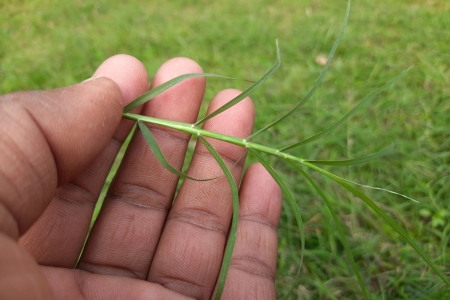 Bermuda vs. Zoysia: Custom Fertilization Plans for Shelby County Yards
