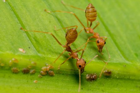 Fire Ant Treatment Calendar: How Central Alabama Homeowners Stay Ahead Year-Round