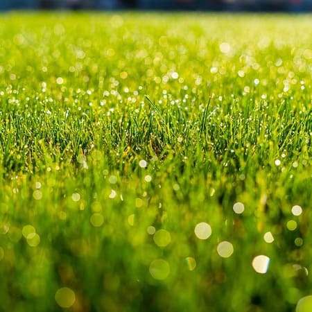 The Best Seasonal Lawn Treatments for a Lush Yard