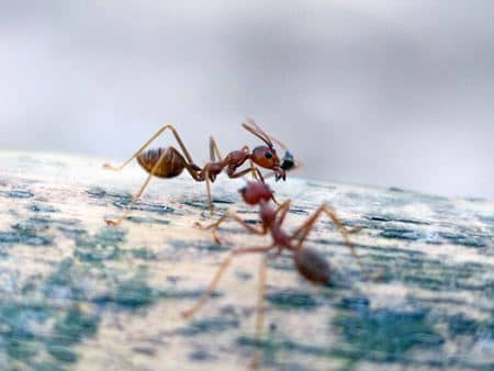 Fire Ant Control